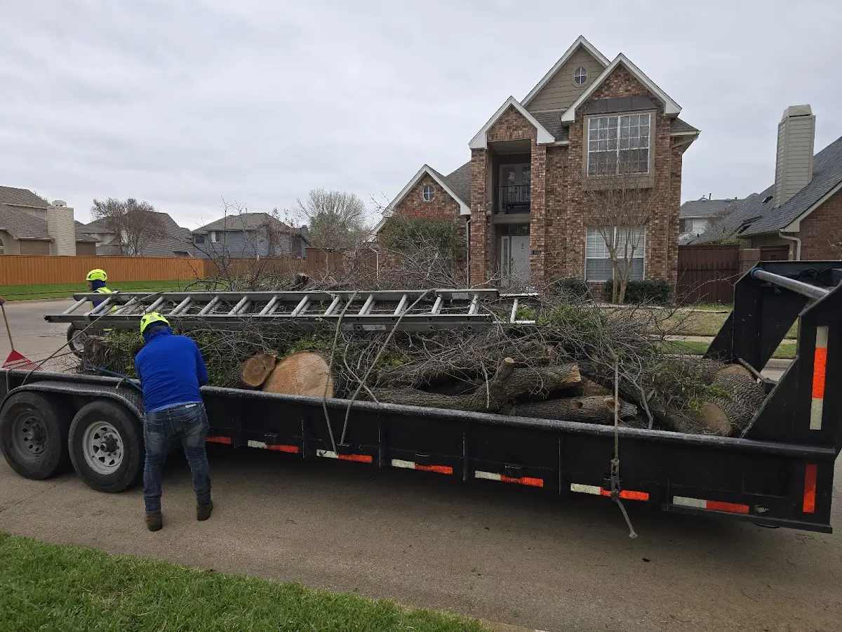 Expert Tree Removal with proper safety equipment in Willow Springs